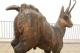 Zugspitze, Anatomically correct billy goat.jpg Zugspitze, Anatomically correct billy goat.jpg