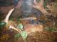 Houston Aquarium - View of a Terrarium

